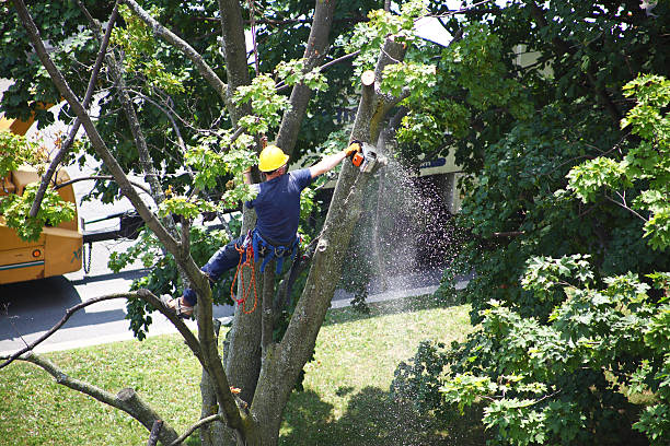 Trusted Springfield, OR Tree Services Experts